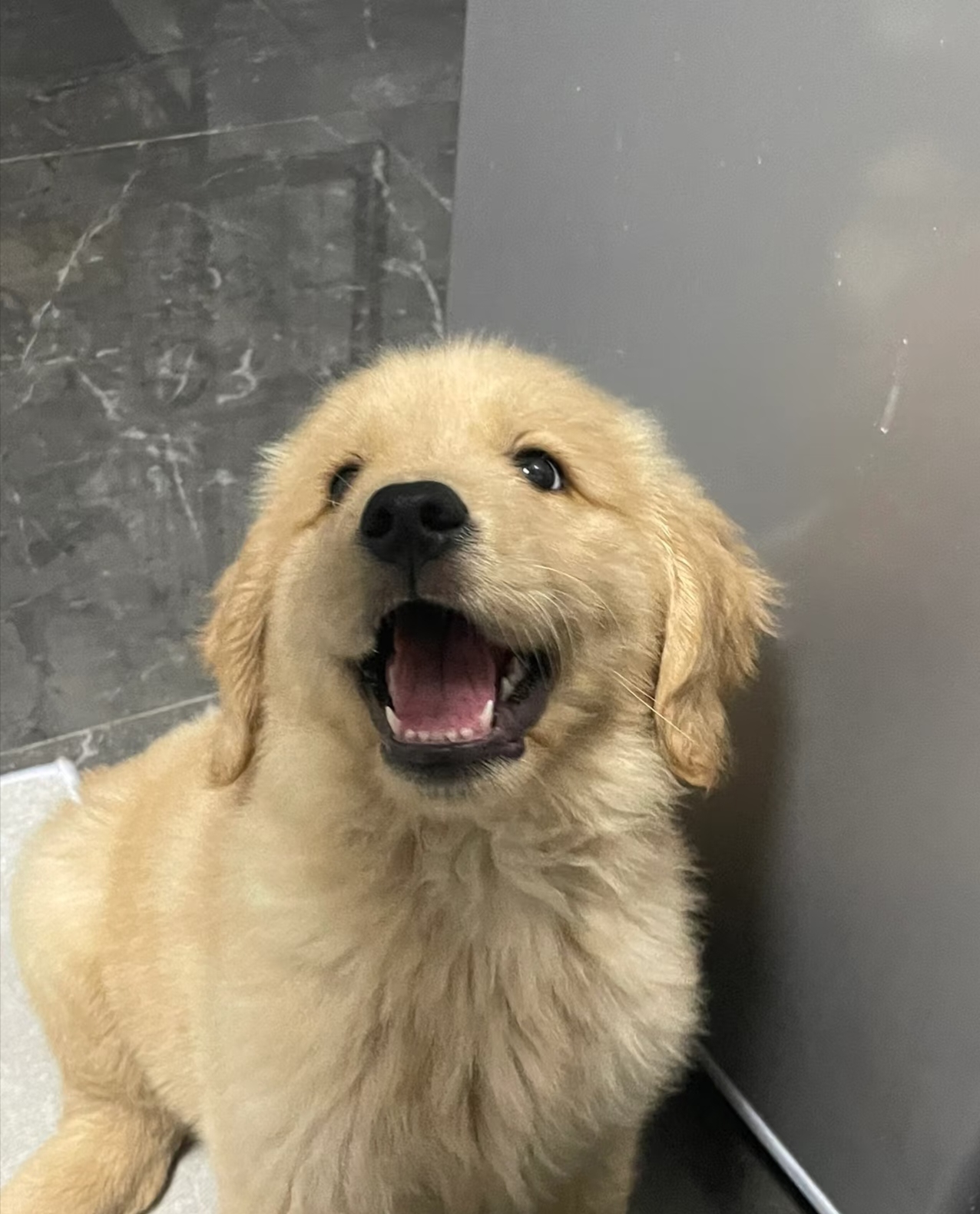 性格温顺，非常适合家庭生活的犬种，聪明易训